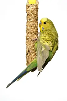 Budgerigar - feeding in cage