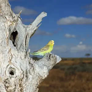 Budgerigar - female