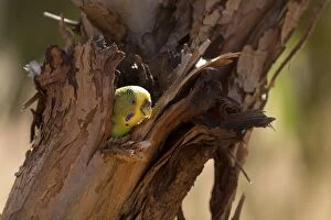Budgerigar female peering out of nest hole Papunya Abo