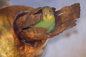 Images Dated 6th August 2008: Budgerigar - almost fledged juvenile Budgerigar sitting in it's nest in a hollow eucalypt tree