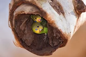 Budgies Gallery: Budgerigar - two almost fledged juvenile Budgerigars sitting in their nest in a hollow eucalypt