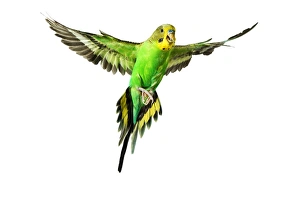 Small Pets Collection: Budgerigar - in flight