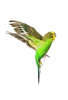 Budgie Prints: Budgerigar - in flight
