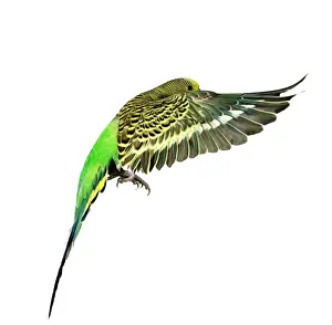 Budgerigar - in flight