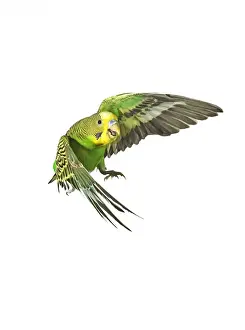 Budgerigar - in flight