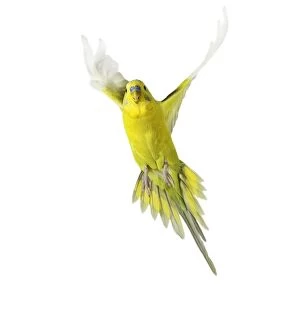 Images Dated 25th August 2007: Budgerigar - in flight