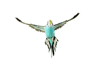 Images Dated 27th August 2007: Budgerigar - in flight