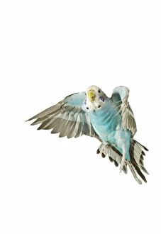 Images Dated 27th August 2007: Budgerigar - in flight