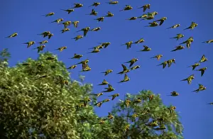 Budgie Prints: Budgerigar - In flight, Far western New South Wales, Australia JPF43650
