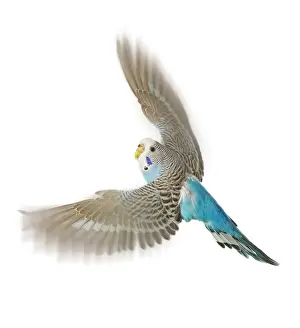 Budgie Prints: Budgerigar - in flight in studio