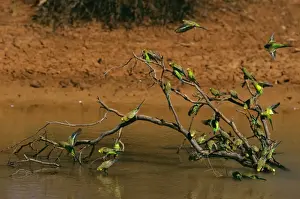 Budgerigar - Flock drinkking from pool - Far western New South Wales Australia, introduced to southeastern United States JPF45806