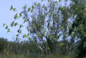 Budgerigar - flock in flight, Far western New South Wales, Australia, introduced to southeastern United States JPF43656