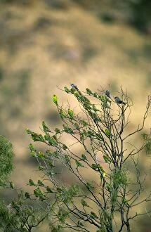 Budgerigar - Flock in tree