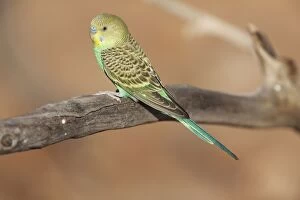 Images Dated 20th April 2009: Budgerigar A juvenile bird approaching a waterhole in Donkey Creek