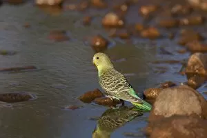Budgies Gallery: Budgerigar - juvenile drinking at a pool in Donkey Creek