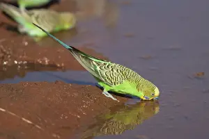 Budgerigar - male drinking at Brown's bore overflow south of Mt Liebig - Northern Territory - Australia
