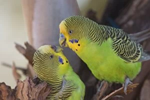 Budgerigar male about to feed female at nest hole Pap