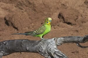 Images Dated 23rd April 2004: Budgerigar - male. At Lajamanu an aboriginal settlement on the northern edge of the Tanami Desert