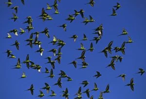 Budgerigar (Melopsittacus undulatus) flock in flight