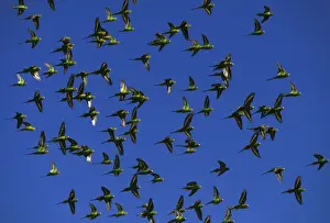 Budgerigar (Melopsittacus undulatus) flock in flight, Far western New South Wales, Australia, Australia, introduced to southeastern United States JPF43649