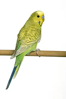 Small Pet Prints: Budgerigar - on perch