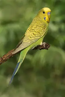 Budgerigar - on perch