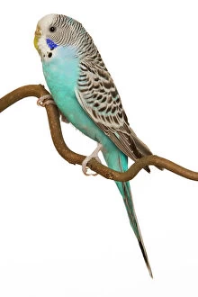 Parrots Collection: Budgerigar - on perch