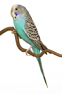 Images Dated 28th August 2007: Budgerigar - on perch