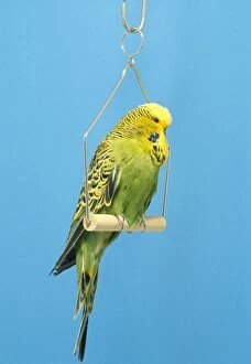 Images Dated 5th October 2006: Budgerigar - on swing