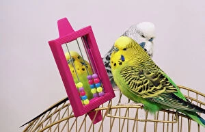 Budgerigar - with toys on cage