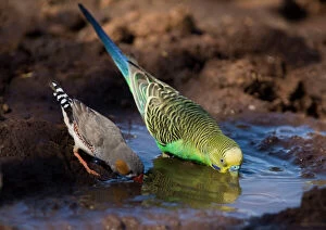 Images Dated 9th August 2007: Budgerigar and Zebra Finch (Taeniopygia guttata) - drinking At Joe's bore, Canning Stock Route