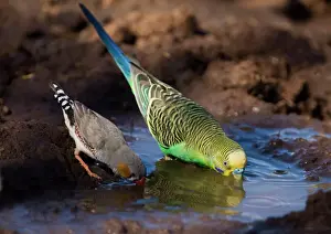 Drinking Prints: Budgerigar and Zebra Finch (Taeniopygia guttata) - drinking At Joe's bore