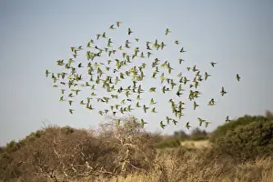 Budgerigars approaching a waterhole Well 33 on the Canning Stock Route, Great Sandy Desert, Western Australia