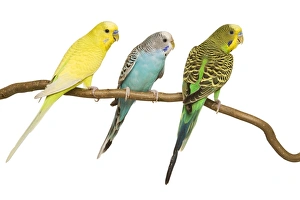 Images Dated 28th August 2007: Budgerigars - three on branch