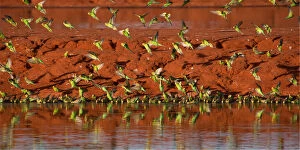 Budgie Gallery: Budgerigars - coming in to drink - Papunya Aboriginal
