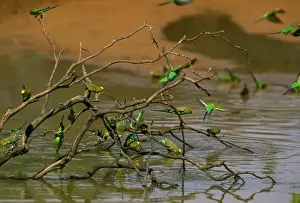 Budgerigars - Drinking at ephemeral waterhole Far western New South Wales, Australia JPF52538