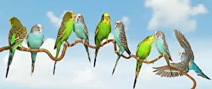 Parrots Prints: Budgerigars - group perched on twig