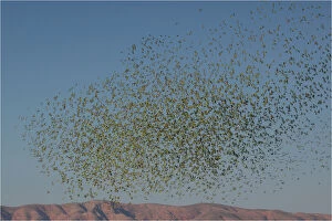 Budgie Gallery: Budgerigars - a massive flock - coming in to drink