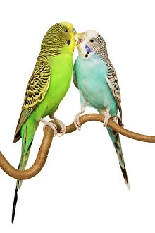 Images Dated 28th August 2007: Budgerigars - two on perch