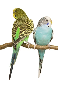 Images Dated 28th August 2007: Budgerigars - two on perch