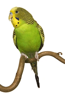 Images Dated 28th August 2007: Budgerigars - on perch
