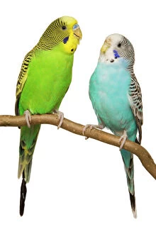 Images Dated 28th August 2007: Budgerigars - on perch