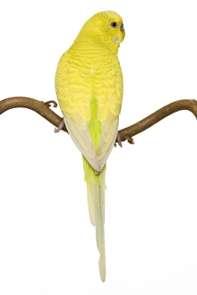 Images Dated 28th August 2007: Budgerigars - on perch - backview