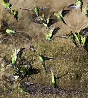 Budgie Prints: Budgerigars at a waterhole Budgerigars coming to and from a waterhole at Well 33 on the Canning Stock Route