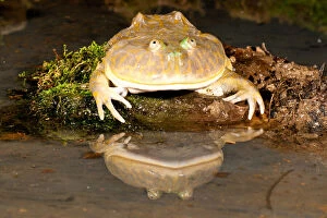 Asper Gallery: Budgett's Frog, Lepidobatrachus asper, Native