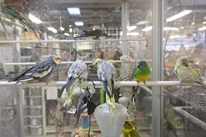 Images Dated 21st October 2015: Budgies for sale in pet shop