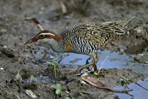 Rail Prints: Buff-banded Rail Lake Moondarra, Mt Isa, Queensland, Australia