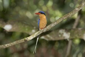 Buff-breasted Paradise-Kingfisher