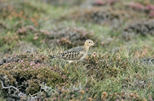 Images Dated 16th December 2005: Buff-breasted Sandpiper
