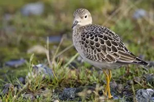 Buff Breasted Gallery: Buff Breasted Sandpiper - Autumn migrant
